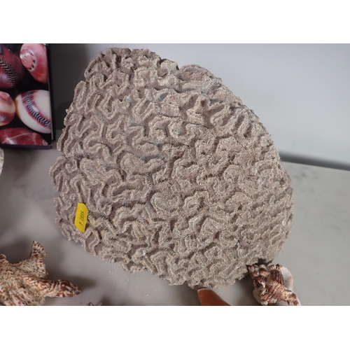 248 - A Wicker Basket of assorted Sea Shells and  a large piece of Brain Coral.