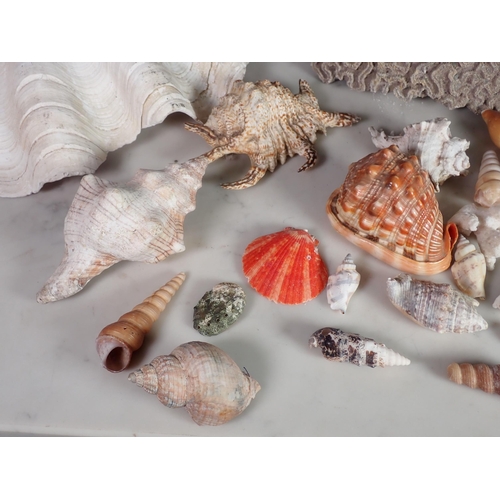 248 - A Wicker Basket of assorted Sea Shells and  a large piece of Brain Coral.