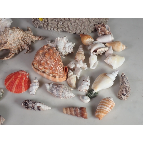 248 - A Wicker Basket of assorted Sea Shells and  a large piece of Brain Coral.