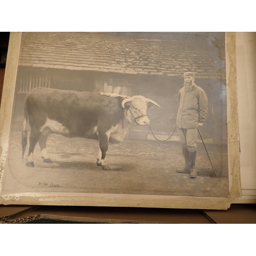 1104 - Box of Photographs, Arkwright related, including Hereford Cattle, and Cowman, etc; (box)