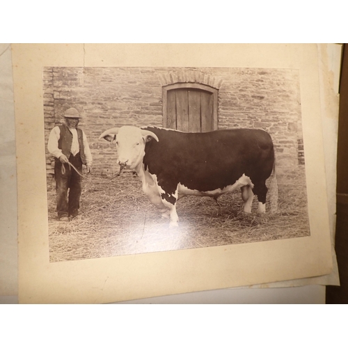 1104 - Box of Photographs, Arkwright related, including Hereford Cattle, and Cowman, etc; (box)