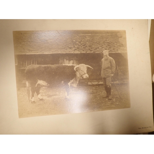 1104 - Box of Photographs, Arkwright related, including Hereford Cattle, and Cowman, etc; (box)