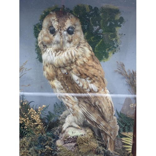 1301 - A Victorian taxidermy Case displaying a Tawny Owl on rock effect base, bearing partial C. Hopper, We... 