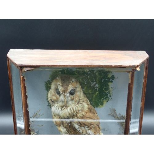 1301 - A Victorian taxidermy Case displaying a Tawny Owl on rock effect base, bearing partial C. Hopper, We... 