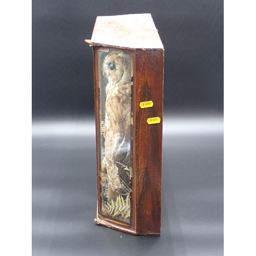 1301 - A Victorian taxidermy Case displaying a Tawny Owl on rock effect base, bearing partial C. Hopper, We... 