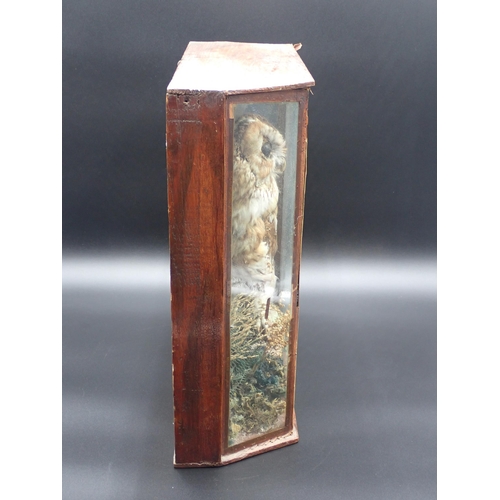 1301 - A Victorian taxidermy Case displaying a Tawny Owl on rock effect base, bearing partial C. Hopper, We... 