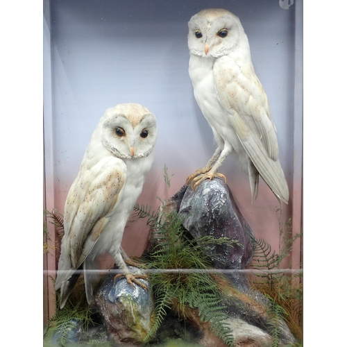 1302 - An antique taxidermy Case by James Hutchings of Aberystwyth displaying a pair of Barn Owls on rock e... 