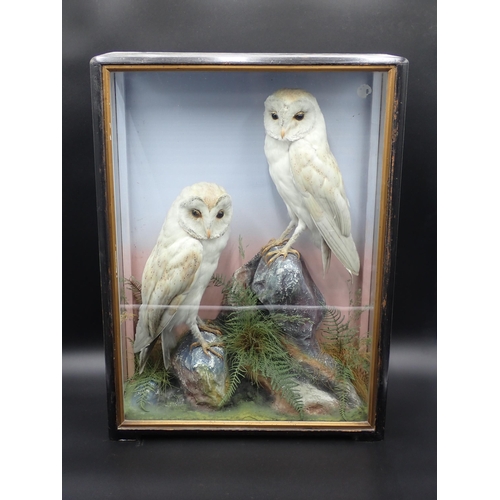 1302 - An antique taxidermy Case by James Hutchings of Aberystwyth displaying a pair of Barn Owls on rock e... 