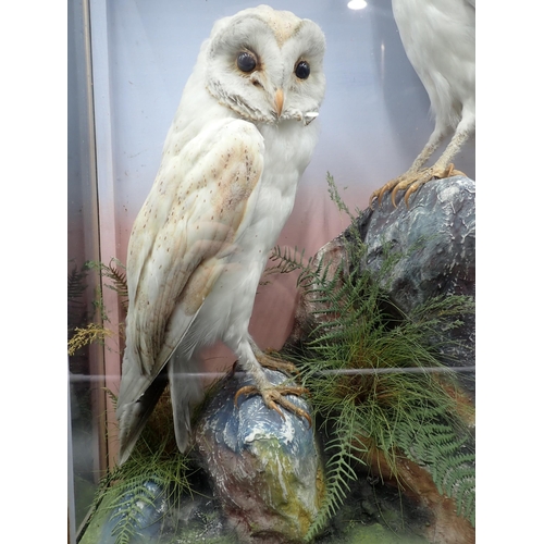 1302 - An antique taxidermy Case by James Hutchings of Aberystwyth displaying a pair of Barn Owls on rock e... 