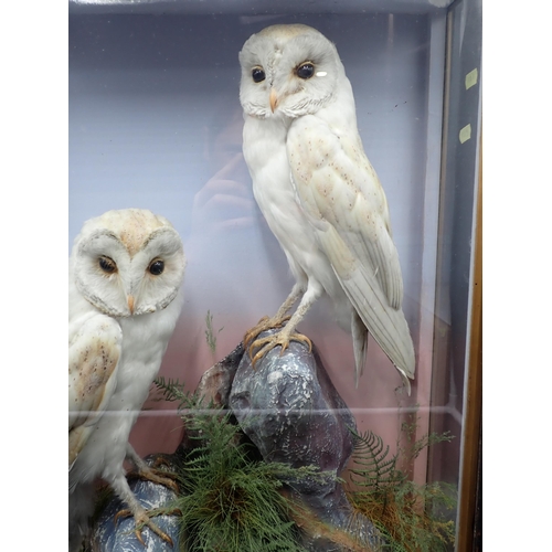 1302 - An antique taxidermy Case by James Hutchings of Aberystwyth displaying a pair of Barn Owls on rock e... 