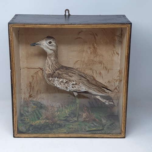 1334 - A Victorian ebonised and glazed taxidermy Case displaying a mounted Eurasian Stone Curlew (Burhinus ... 