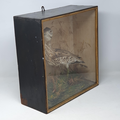 1334 - A Victorian ebonised and glazed taxidermy Case displaying a mounted Eurasian Stone Curlew (Burhinus ... 