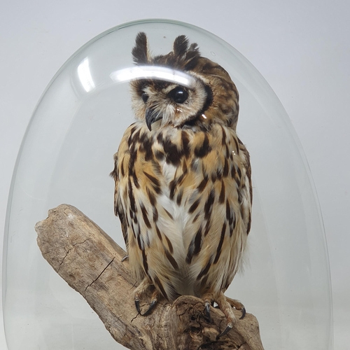 1335 - A taxidermy mounted Mexican Striped Owl perched on branch under a glass dome on ebonised base 1ft 5i... 