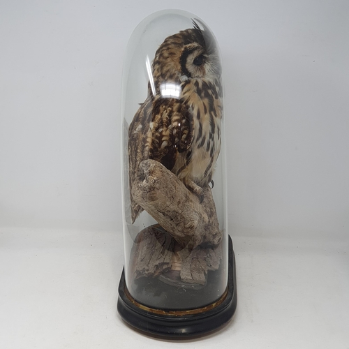 1335 - A taxidermy mounted Mexican Striped Owl perched on branch under a glass dome on ebonised base 1ft 5i... 