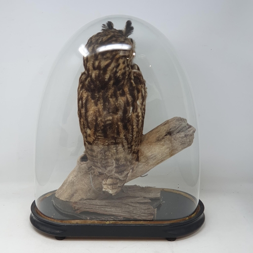 1335 - A taxidermy mounted Mexican Striped Owl perched on branch under a glass dome on ebonised base 1ft 5i... 