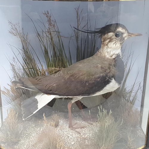 1336 - An antique bow fronted taxidermy Case by J. Cooper displaying a Lapwing (Vanellus vanellus) on grave... 