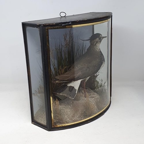 1336 - An antique bow fronted taxidermy Case by J. Cooper displaying a Lapwing (Vanellus vanellus) on grave... 