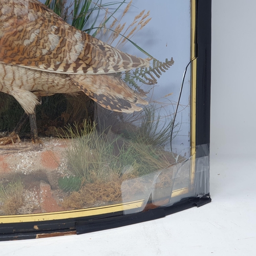 1337 - An antique bow fronted taxidermy Case displaying a mounted Eurasian Woodcock (Scolopax rusticola) be... 