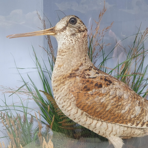 1337 - An antique bow fronted taxidermy Case displaying a mounted Eurasian Woodcock (Scolopax rusticola) be... 