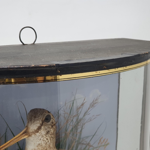 1337 - An antique bow fronted taxidermy Case displaying a mounted Eurasian Woodcock (Scolopax rusticola) be... 