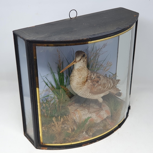 1337 - An antique bow fronted taxidermy Case displaying a mounted Eurasian Woodcock (Scolopax rusticola) be... 