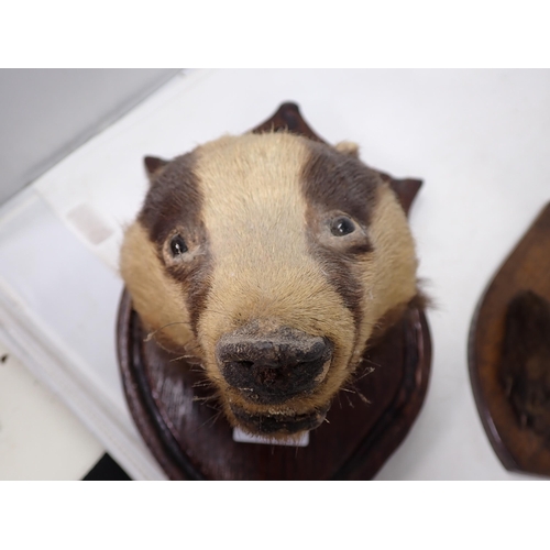 1338 - An antique taxidermy Badger Mask on oak shield, an antique Otter Mask on oak shield and four Fox Pad... 