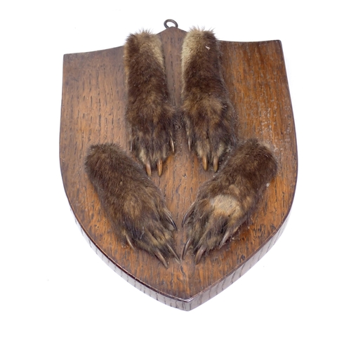 1338 - An antique taxidermy Badger Mask on oak shield, an antique Otter Mask on oak shield and four Fox Pad... 