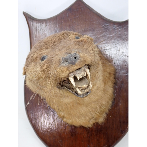 1338 - An antique taxidermy Badger Mask on oak shield, an antique Otter Mask on oak shield and four Fox Pad... 