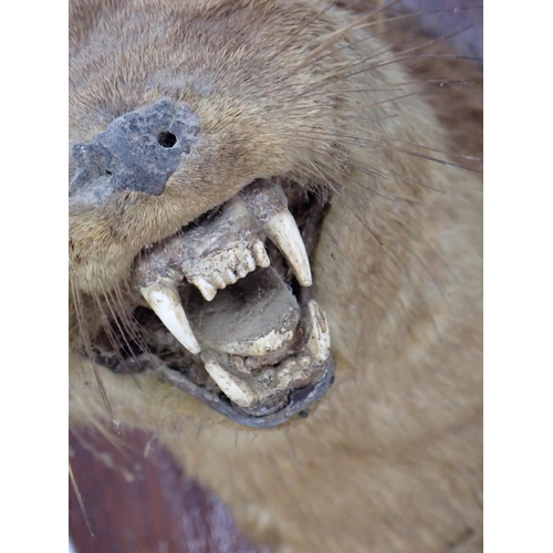 1338 - An antique taxidermy Badger Mask on oak shield, an antique Otter Mask on oak shield and four Fox Pad... 