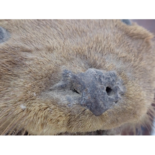 1338 - An antique taxidermy Badger Mask on oak shield, an antique Otter Mask on oak shield and four Fox Pad... 