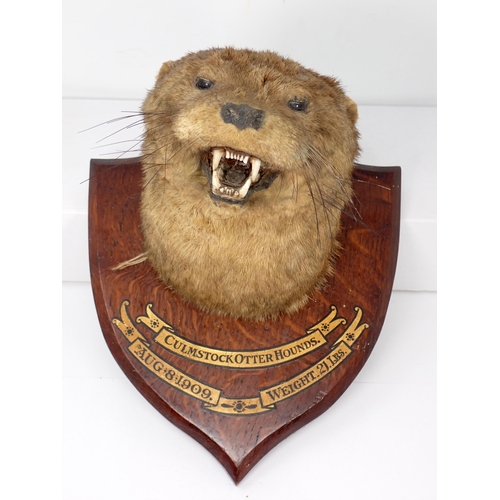 1340 - An antique taxidermy Otter Mask on oak shield, 'Culmstock Otter Hounds, Aug 8 1909, weight 21lbs