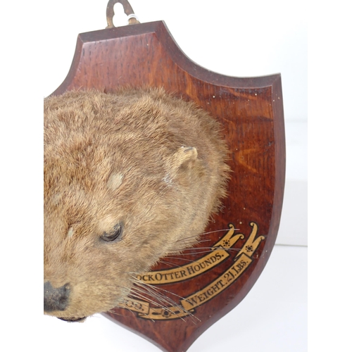 1340 - An antique taxidermy Otter Mask on oak shield, 'Culmstock Otter Hounds, Aug 8 1909, weight 21lbs