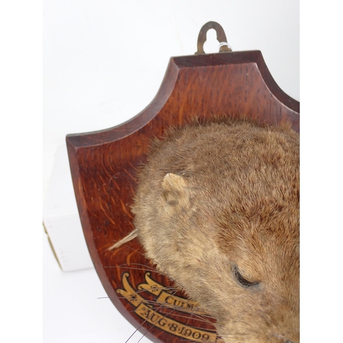 1340 - An antique taxidermy Otter Mask on oak shield, 'Culmstock Otter Hounds, Aug 8 1909, weight 21lbs