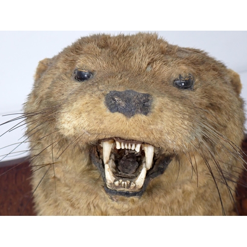 1340 - An antique taxidermy Otter Mask on oak shield, 'Culmstock Otter Hounds, Aug 8 1909, weight 21lbs