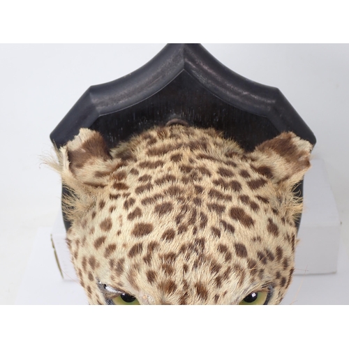 1342 - An antique taxidermy neck mounted Leopard on Rowland Ward oak shield bearing engraved 'RW' to revers... 