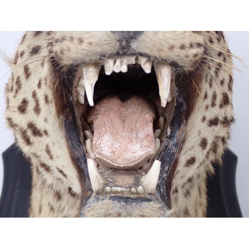 1342 - An antique taxidermy neck mounted Leopard on Rowland Ward oak shield bearing engraved 'RW' to revers... 