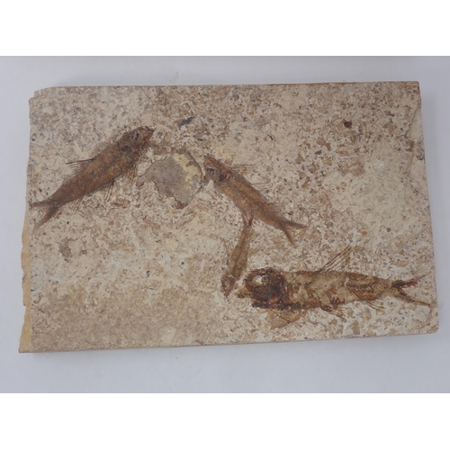 1344 - Two rock matrix fragments containing Fossilised Fish, 50 million years BP Eocene Period from the Gre... 