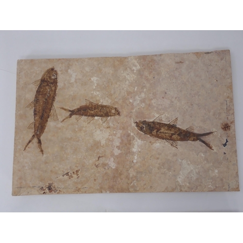 1344 - Two rock matrix fragments containing Fossilised Fish, 50 million years BP Eocene Period from the Gre... 