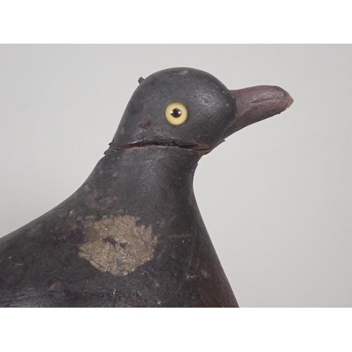 1358 - An antique wooden painted full bodied Pigeon Decoy with carved beak and inset glass eyes (A/F), 5 1/... 