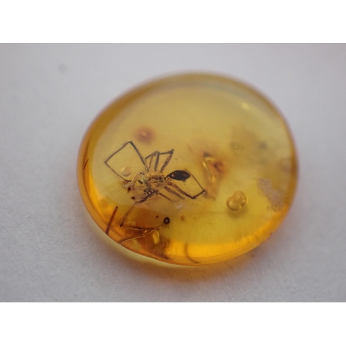 1391 - Six pieces of Baltic Amber with insect inclusions, c.45 million years BP Oligocene Period