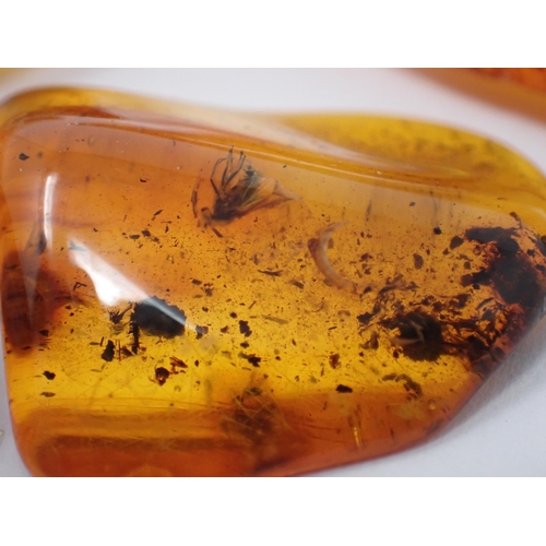 1391 - Six pieces of Baltic Amber with insect inclusions, c.45 million years BP Oligocene Period