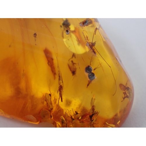 1391 - Six pieces of Baltic Amber with insect inclusions, c.45 million years BP Oligocene Period