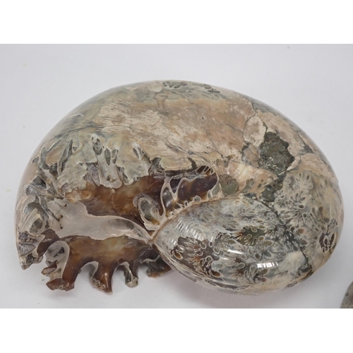 1392 - A polished Fossil Ammonite and two cut and polished Ammonites, the latter two Cretaceous Period, Alb... 