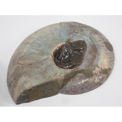 1392 - A polished Fossil Ammonite and two cut and polished Ammonites, the latter two Cretaceous Period, Alb... 