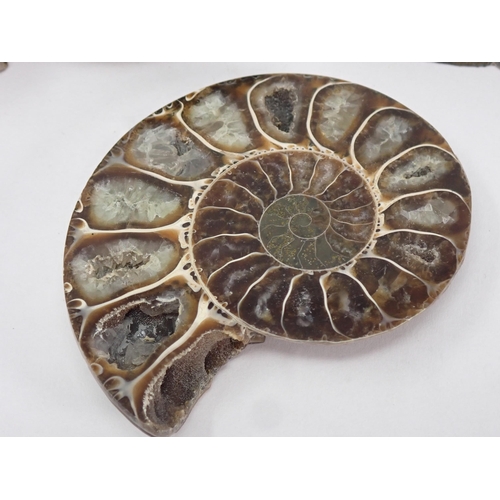 1392 - A polished Fossil Ammonite and two cut and polished Ammonites, the latter two Cretaceous Period, Alb... 