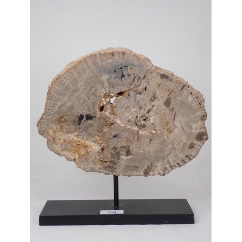 1394 - A polished Fossil Araucaria Tree Section on stand 13in x 9 1/2in