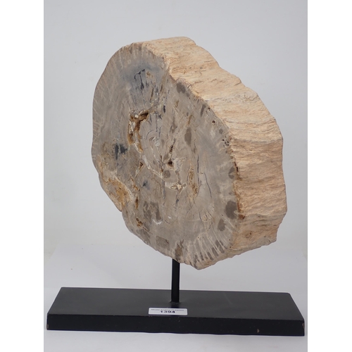 1394 - A polished Fossil Araucaria Tree Section on stand 13in x 9 1/2in