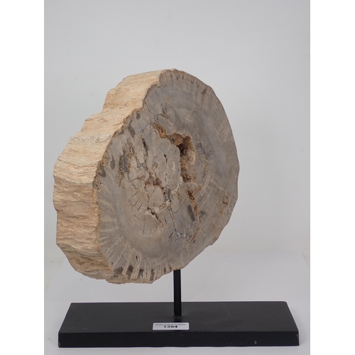 1394 - A polished Fossil Araucaria Tree Section on stand 13in x 9 1/2in