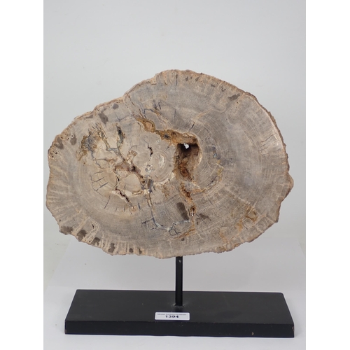 1394 - A polished Fossil Araucaria Tree Section on stand 13in x 9 1/2in