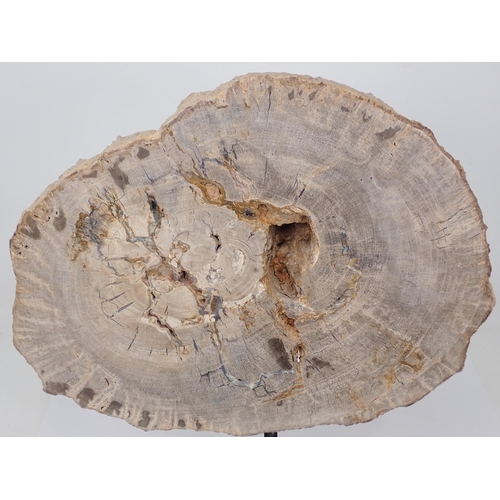 1394 - A polished Fossil Araucaria Tree Section on stand 13in x 9 1/2in